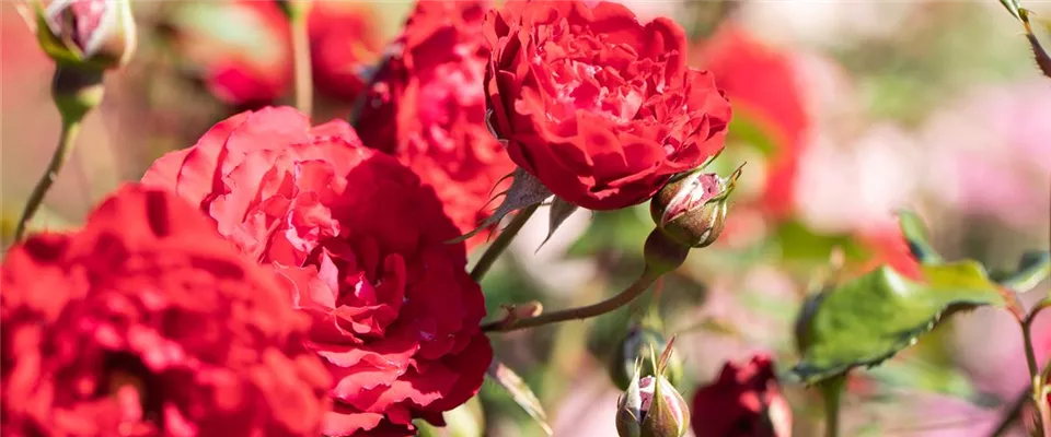 Contactez-nous pour toute question concernant nos roses