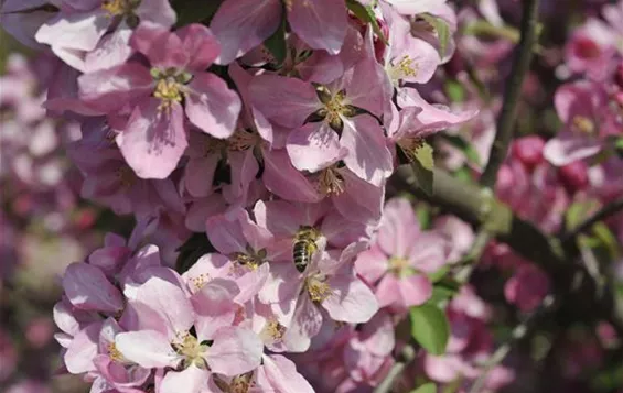 Biene in einer Blüte