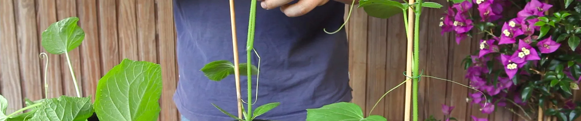 Bodendecker online kaufen | Bauer Baumschulen AG Bodendecker online kaufen | Bauer Baumschulen AG