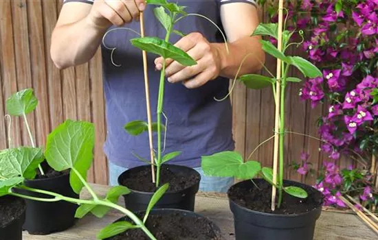 Gurken - Anzucht Hochbinden