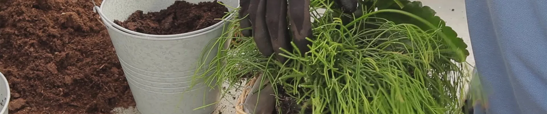 Kalanchoe - Einpflanzen in ein Gefäss (thumbnail)