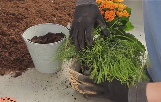 Kalanchoe - Einpflanzen in ein Gefäss