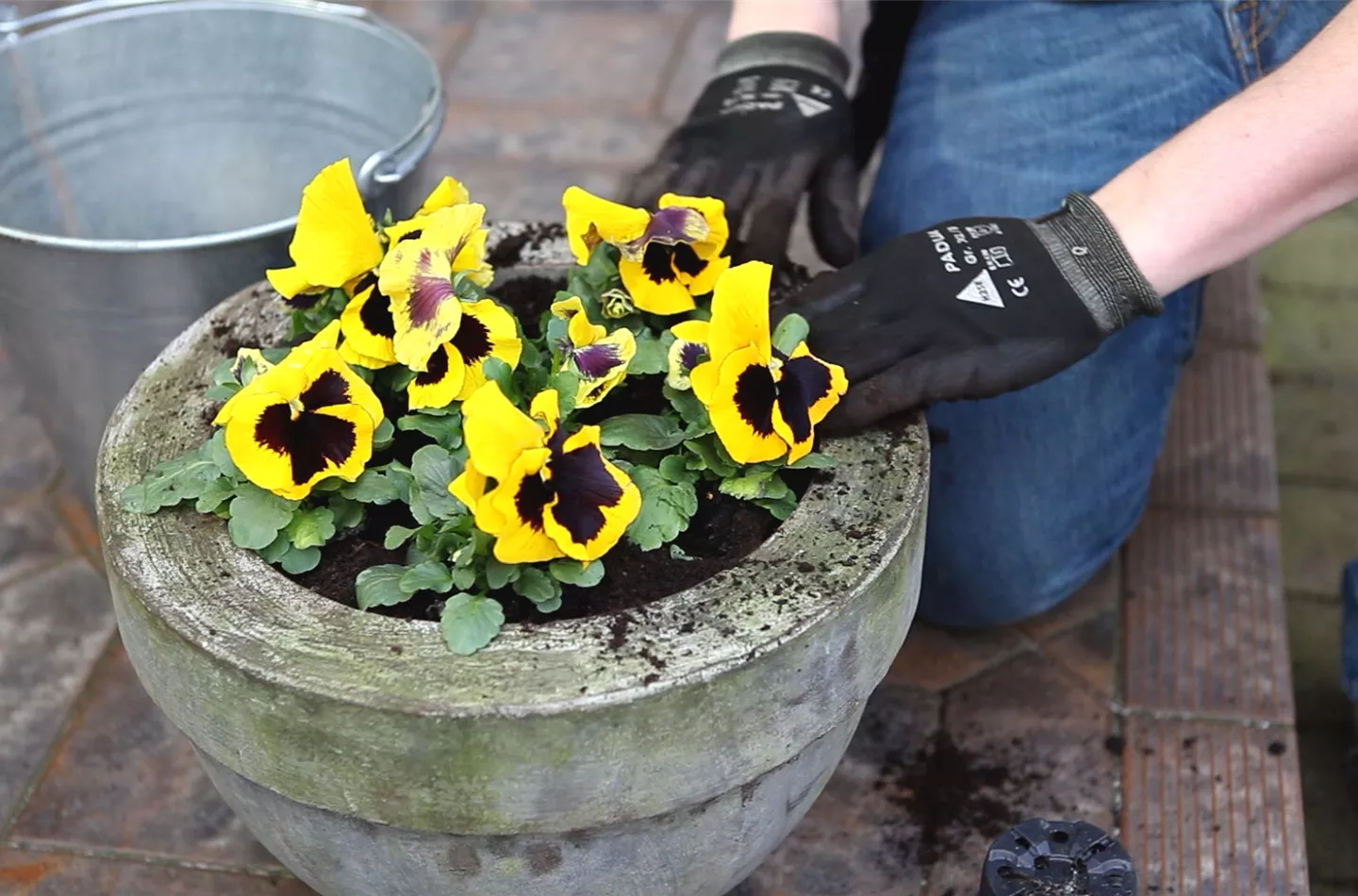 Stiefmütterchen - Einpflanzen in ein Gefäss