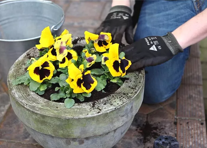 Stiefmütterchen - Einpflanzen in ein Gefäss