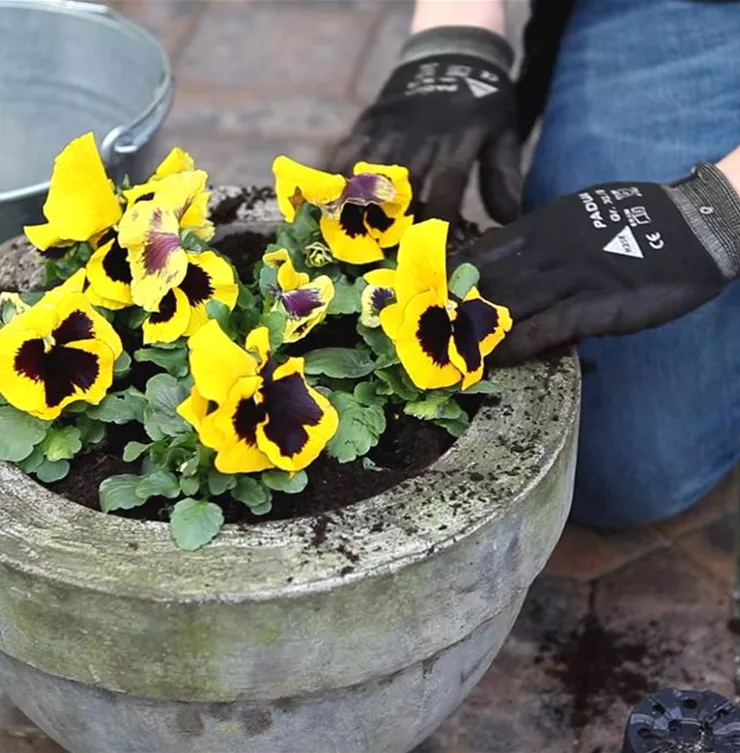 Stiefmütterchen - Einpflanzen in ein Gefäss