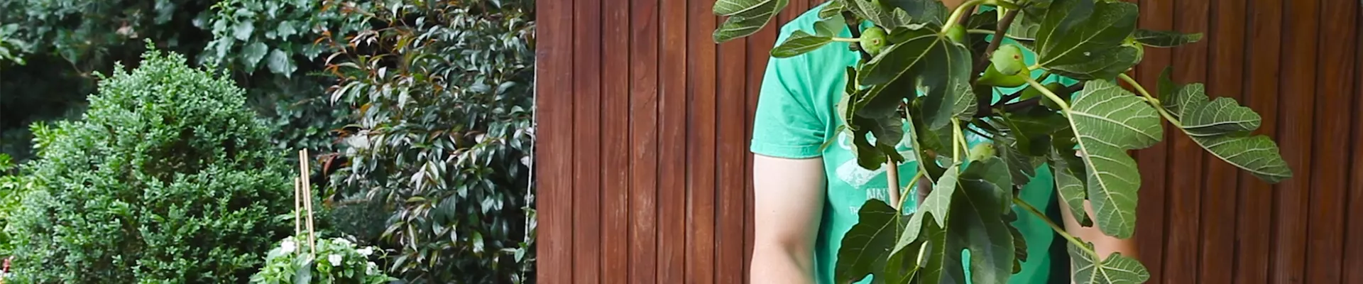 Feige - Einpflanzen in ein Gefäss (thumbnail)