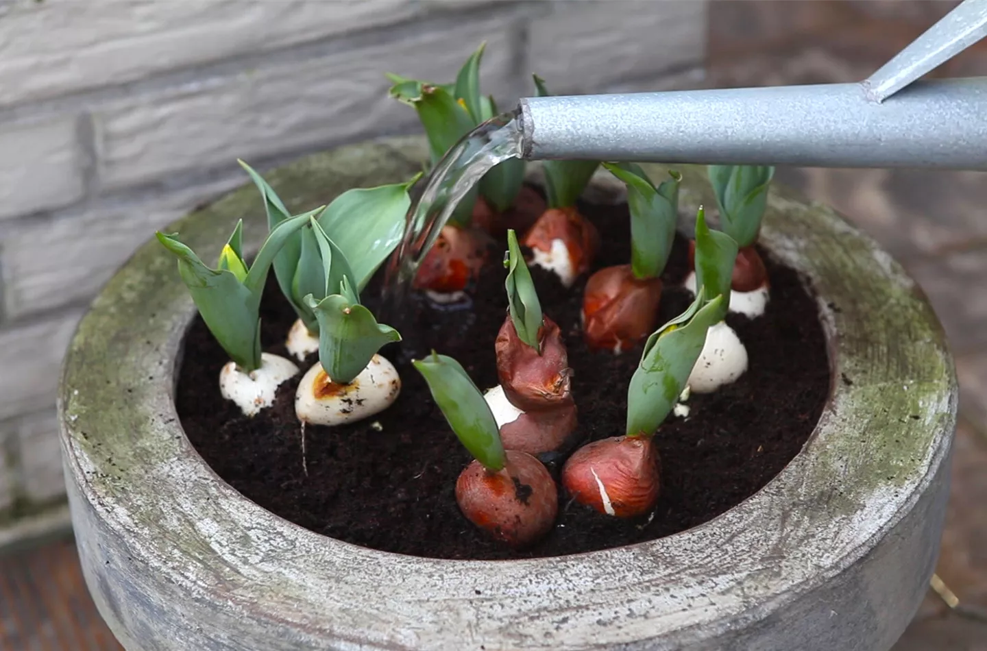 Tulpen - Einpflanzen in ein Gefäss