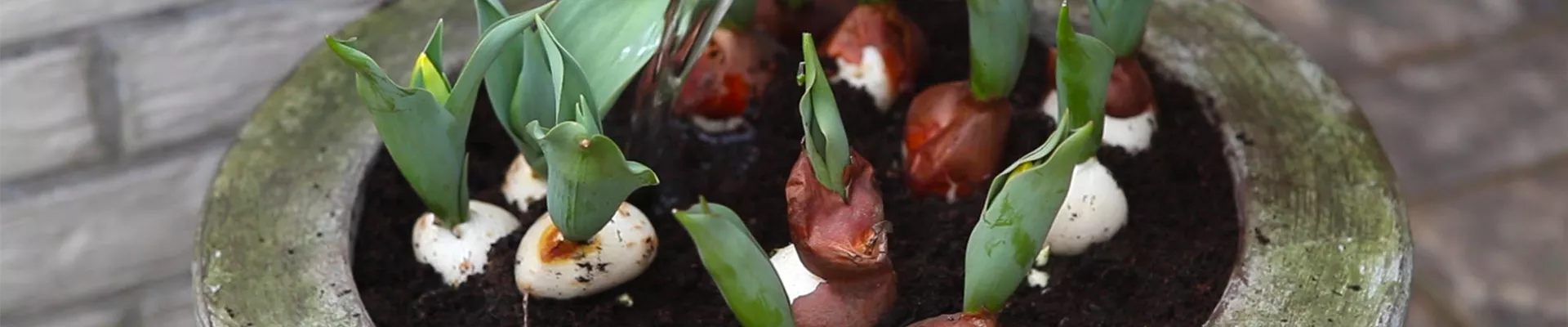 Tulpen - Einpflanzen in ein Gefäss (thumbnail)