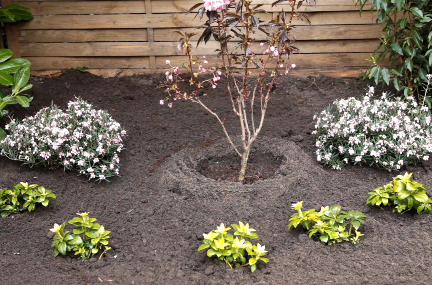 Rosmarinheide - Einpflanzen im Garten