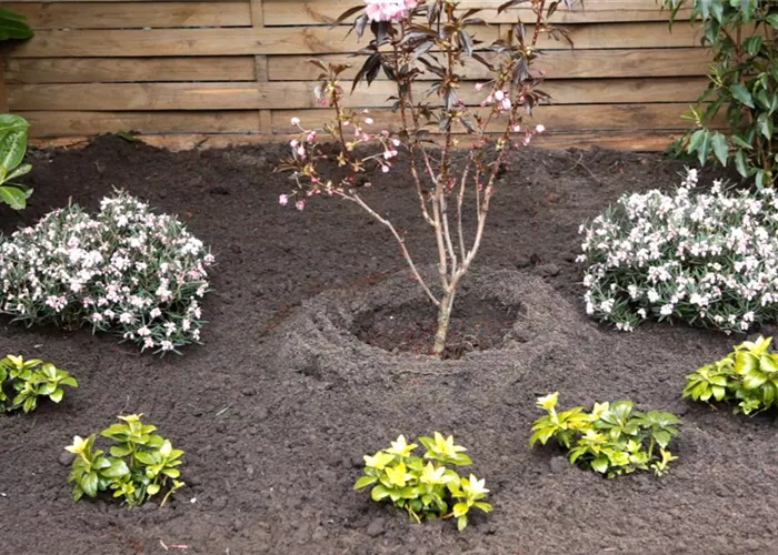 Rosmarinheide - Einpflanzen im Garten