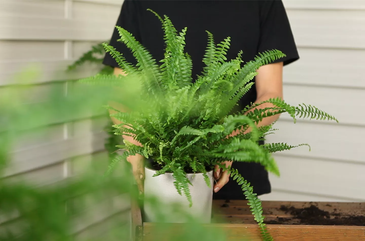 Schwertfarn - Umtopfen
