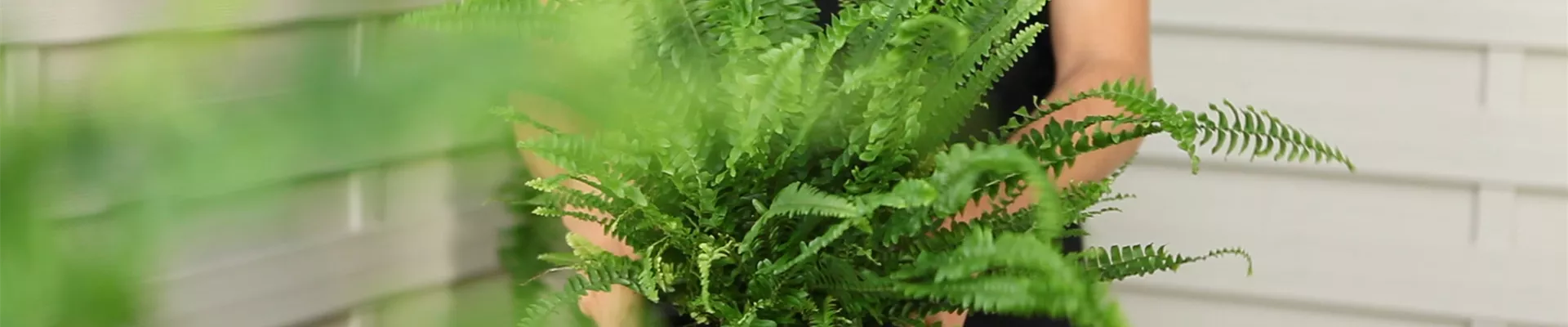 Schwertfarn - Einpflanzen in ein Gefäss (Thumbnail)