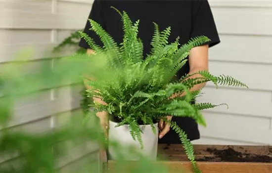 Schwertfarn - Umtopfen