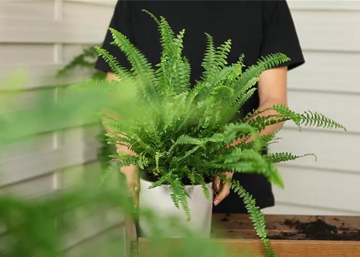 Schwertfarn - Umtopfen