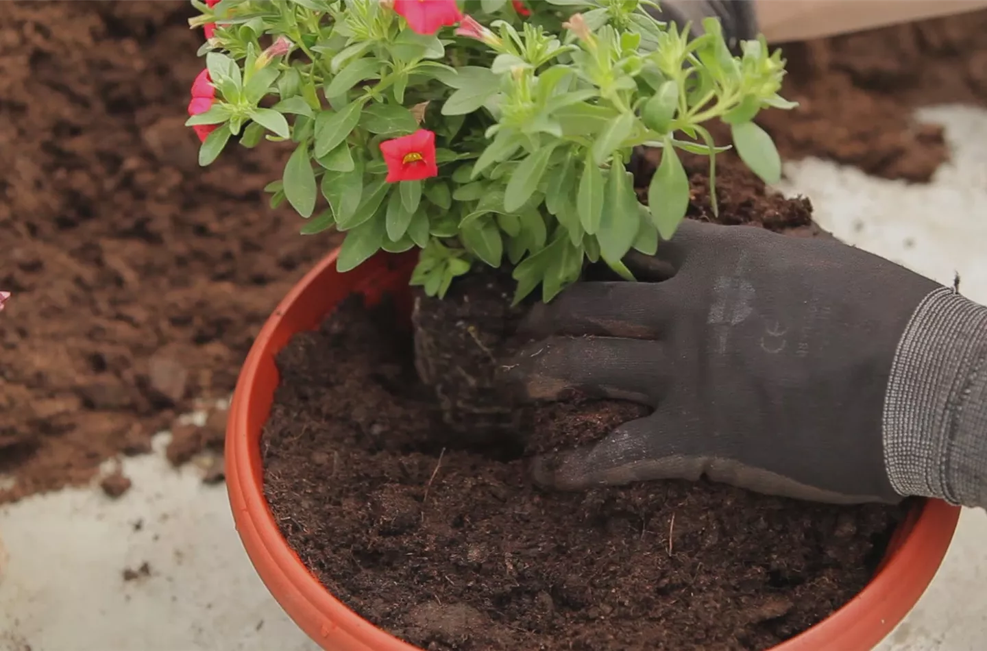 Zauberglöckchen - Einpflanzen in ein Gefäss