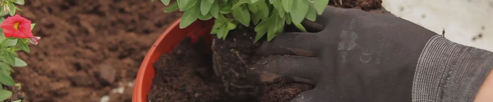 Zauberglöckchen - Einpflanzen in ein Gefäss (thumbnail)