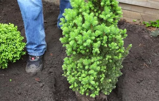 Zuckerhutfichte - Einpflanzen im Garten