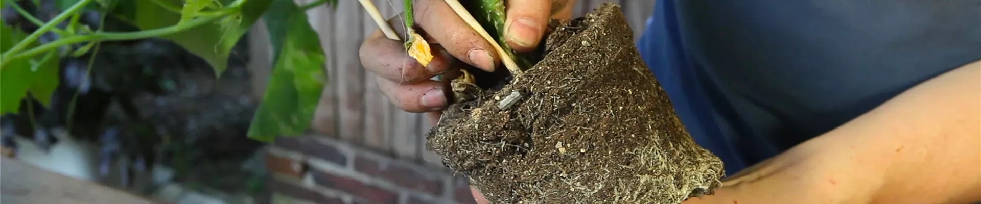 Gurken - Einpflanzen in ein Gefäss (thumbnail)