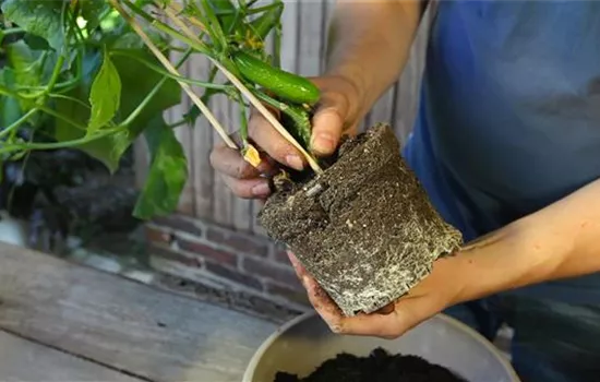 Gurken - Einpflanzen in ein Gefäss