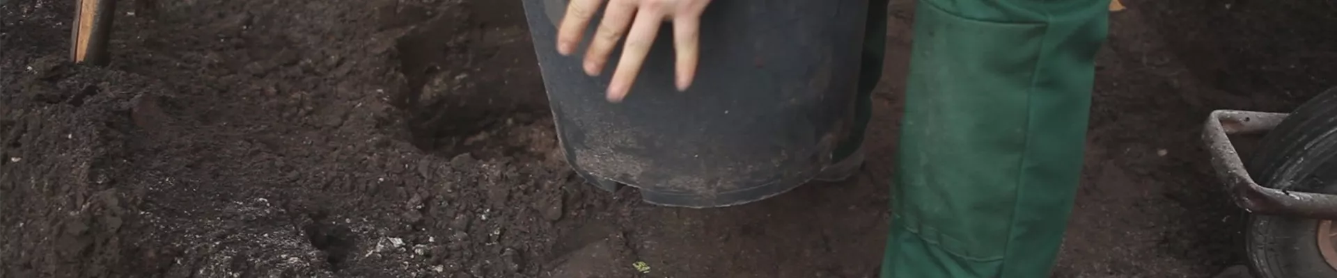 Hainbuche - Einpflanzen im Garten (thumbnail)