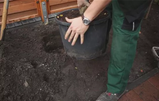 Hainbuche - Einpflanzen im Garten Hainbuche - Einpflanzen im Garten