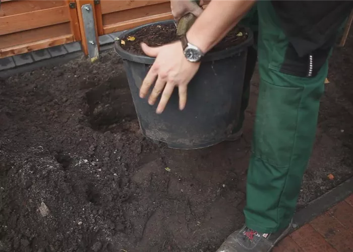 Pflanzanleitung für Sträucher und Nadelgehölze