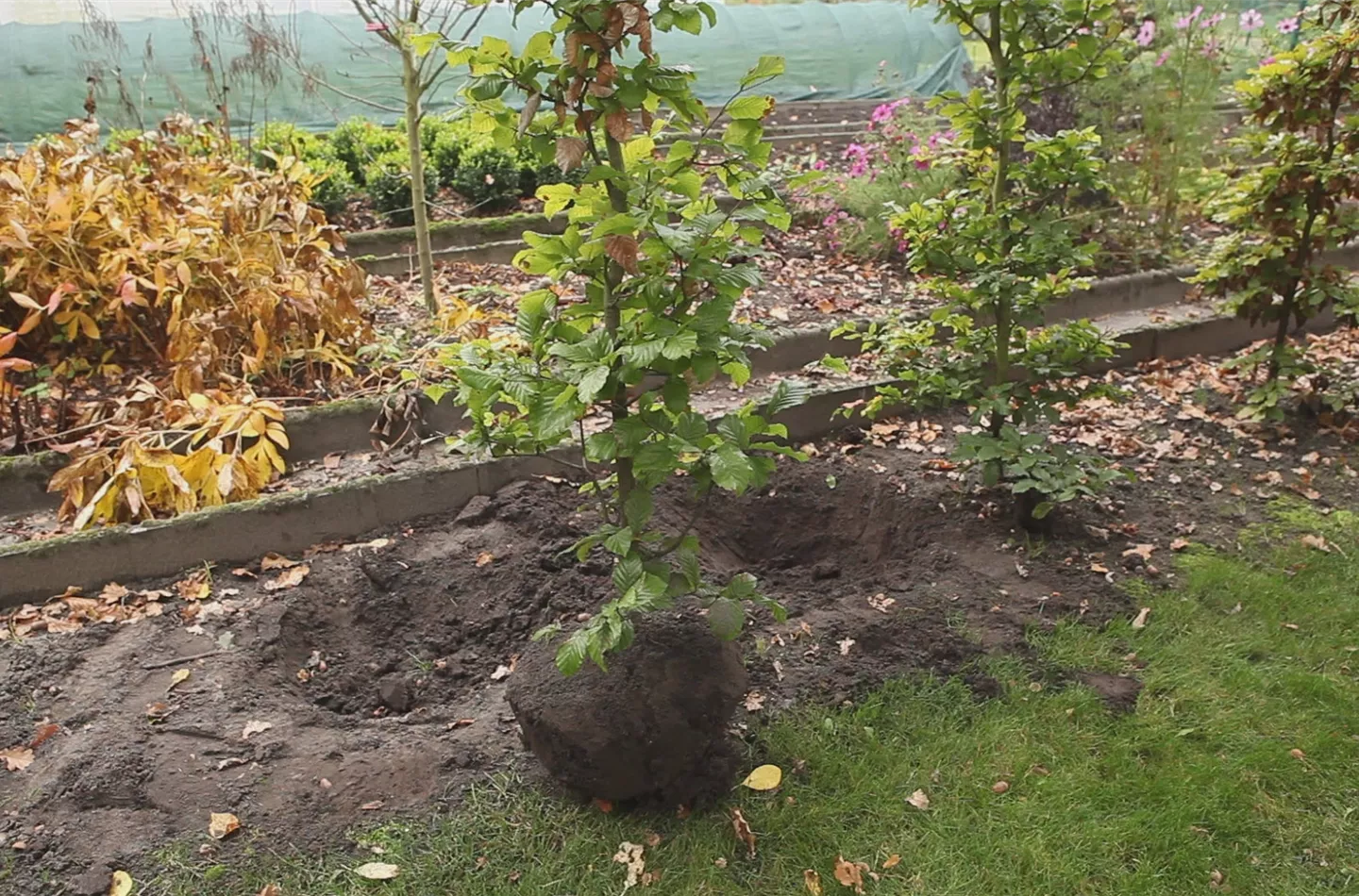 Rotbuche - Umpflanzen