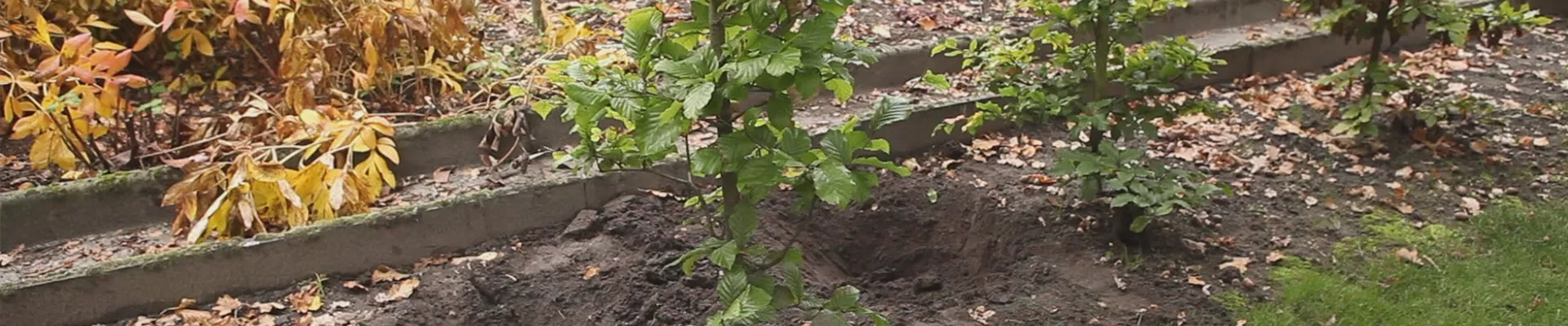 Rotbuche - Umpflanzen (thumbnail)