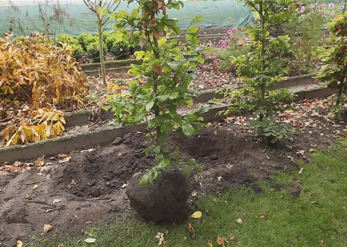 Rotbuche - Umpflanzen