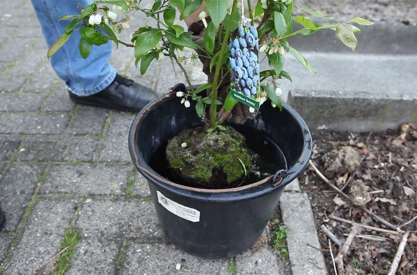 Heidelbeeren - Einpflanzen im Garten