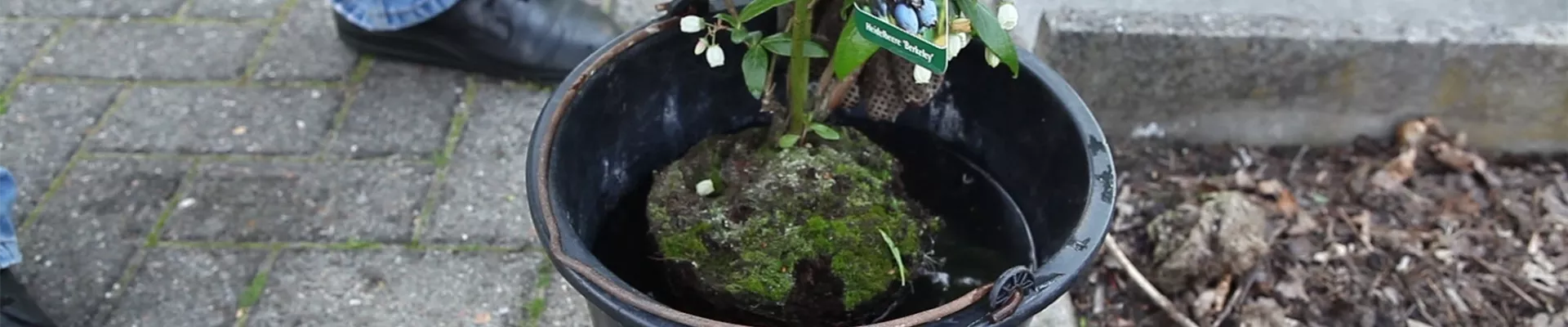 Heidelbeeren - Einpflanzen im Garten (thumbnail)