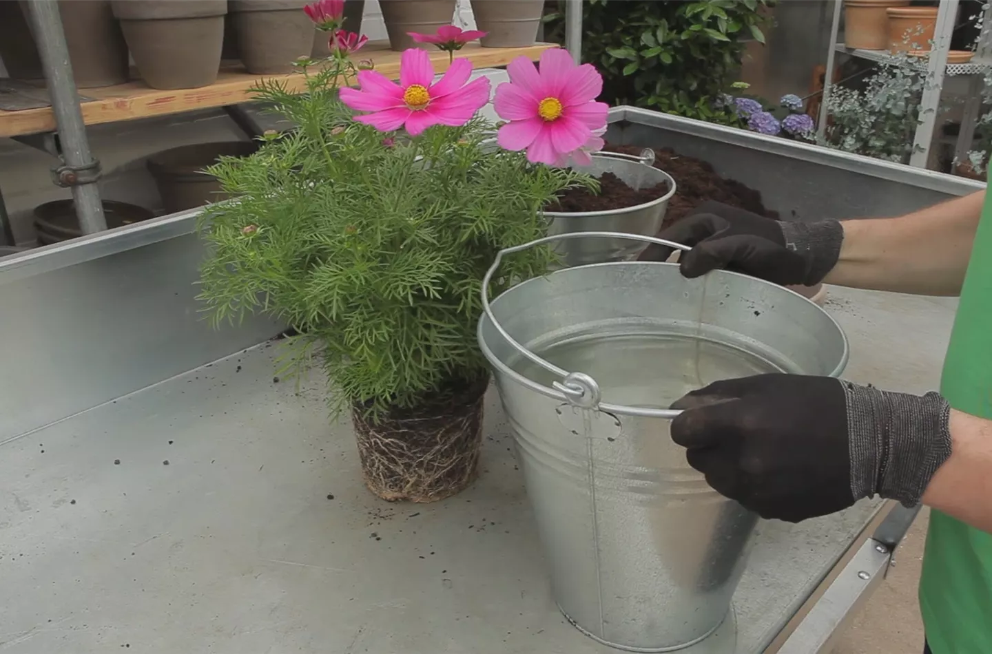 Schmuckkörbchen - Einpflanzen in ein Gefäss