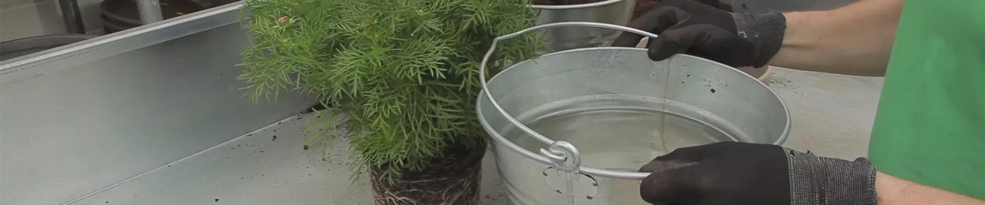 Schmuckkörbchen - Einpflanzen in ein Gefäss (thumbnail)