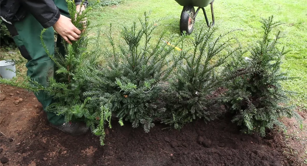 Eiben-Hecke pflanzen: Anleitung und Tipps (mit Video)