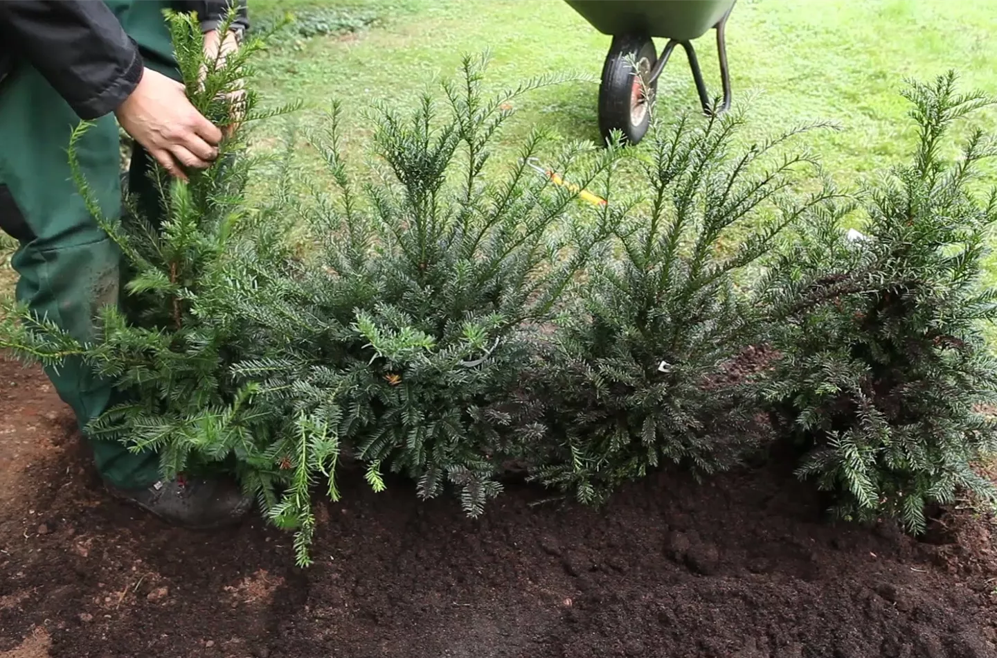 Eibe - Hecke einpflanzen im Garten