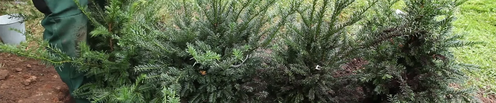 Eibe - Hecke einpflanzen im Garten (thumbnail)