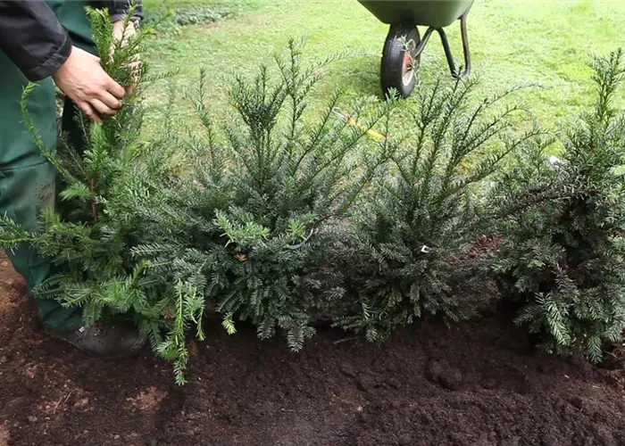 Eibe - Hecke einpflanzen im Garten