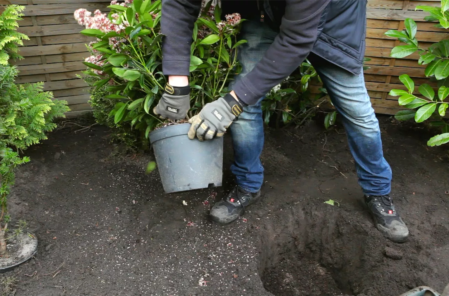 Skimmie - Einpflanzen im Garten