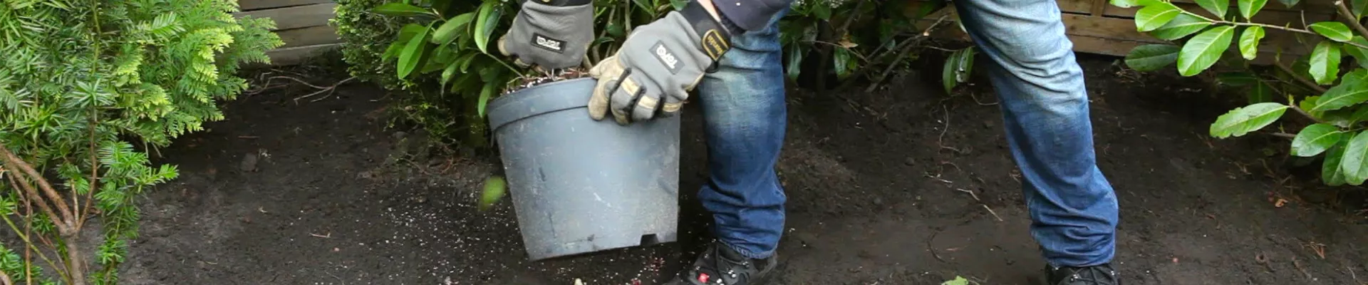 Skimmie - Einpflanzen im Garten (thumbnail).jpg