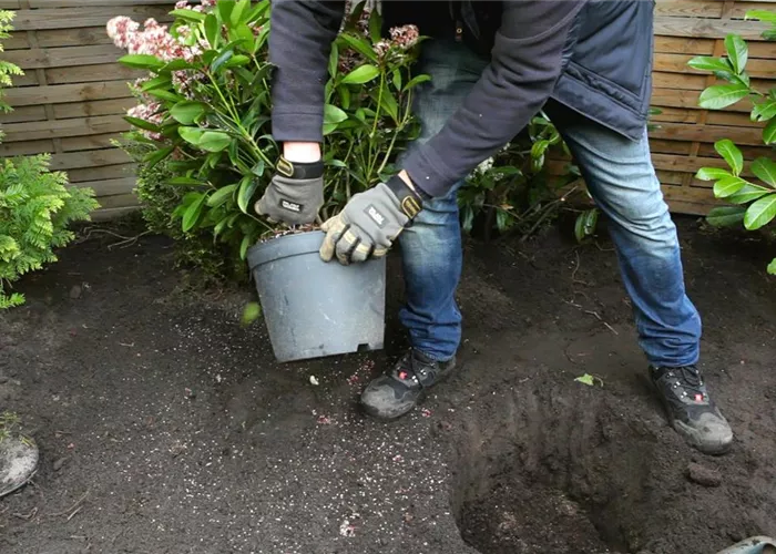 Skimmie - Einpflanzen im Garten