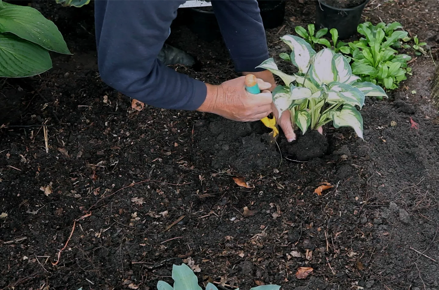Hosta - Einpflanzen im Garten