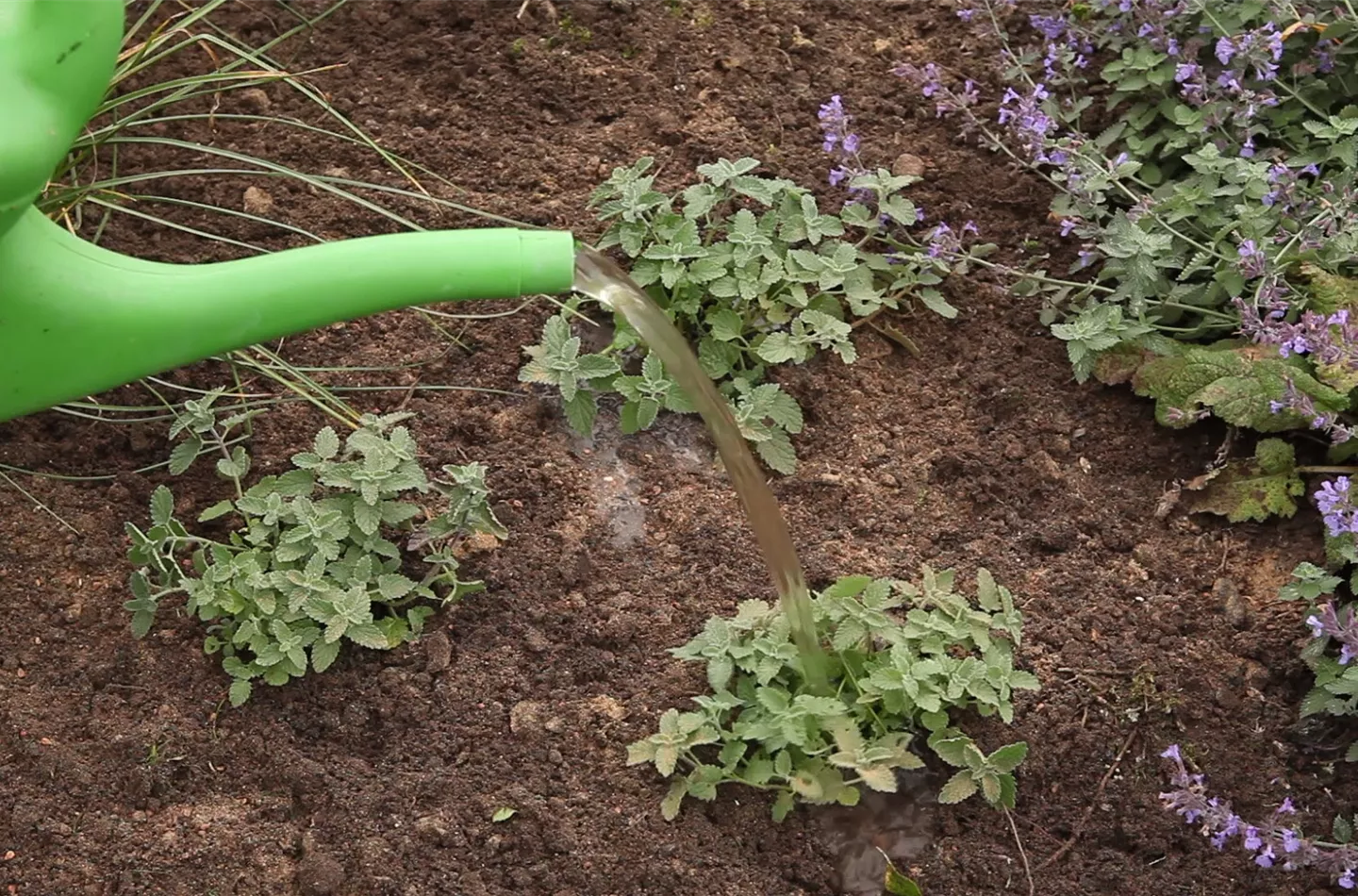 Katzenminze - Einpflanzen im Garten