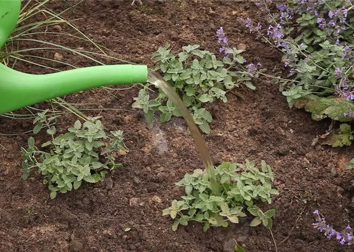 Katzenminze - Einpflanzen im Garten