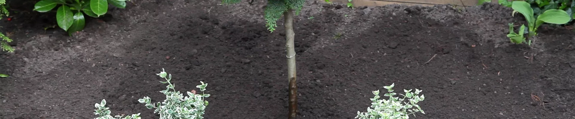 Kletter-Spindelstrauch - Einpflanzen im Garten (thumbnail)
