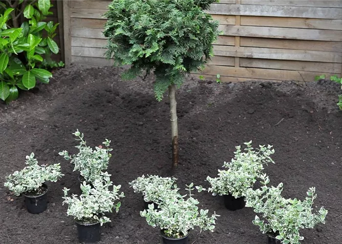 Kriechspindel - Einpflanzen im Garten