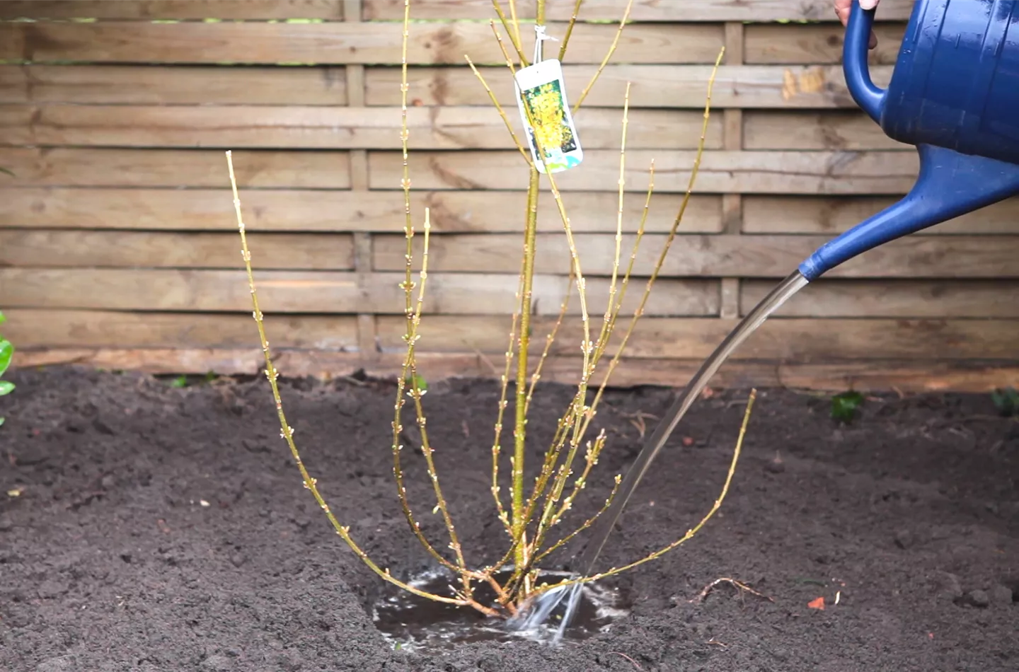 Forsythie - Einpflanzen im Garten