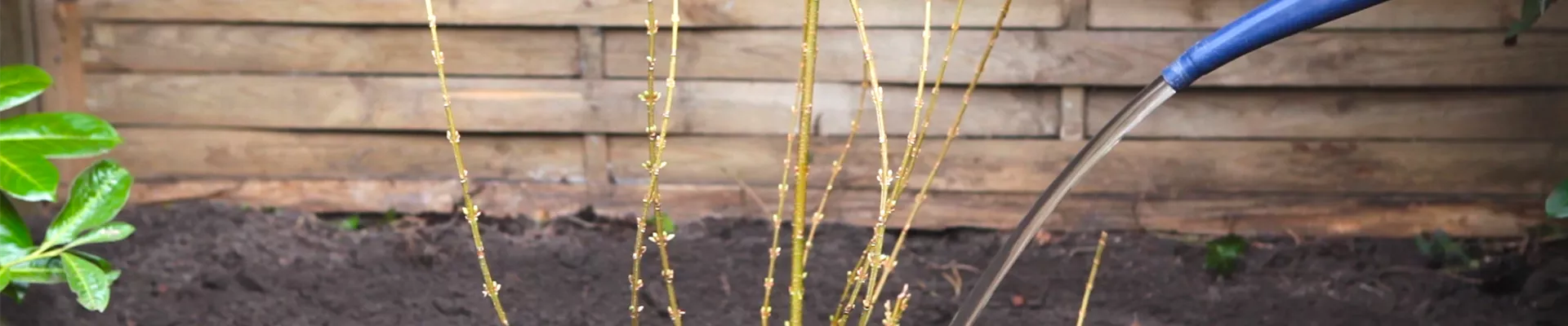 Forythie - Einpflanzen im Garten (thumbnail)