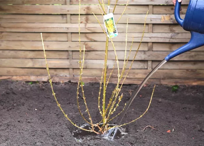 Forsythie - Einpflanzen im Garten