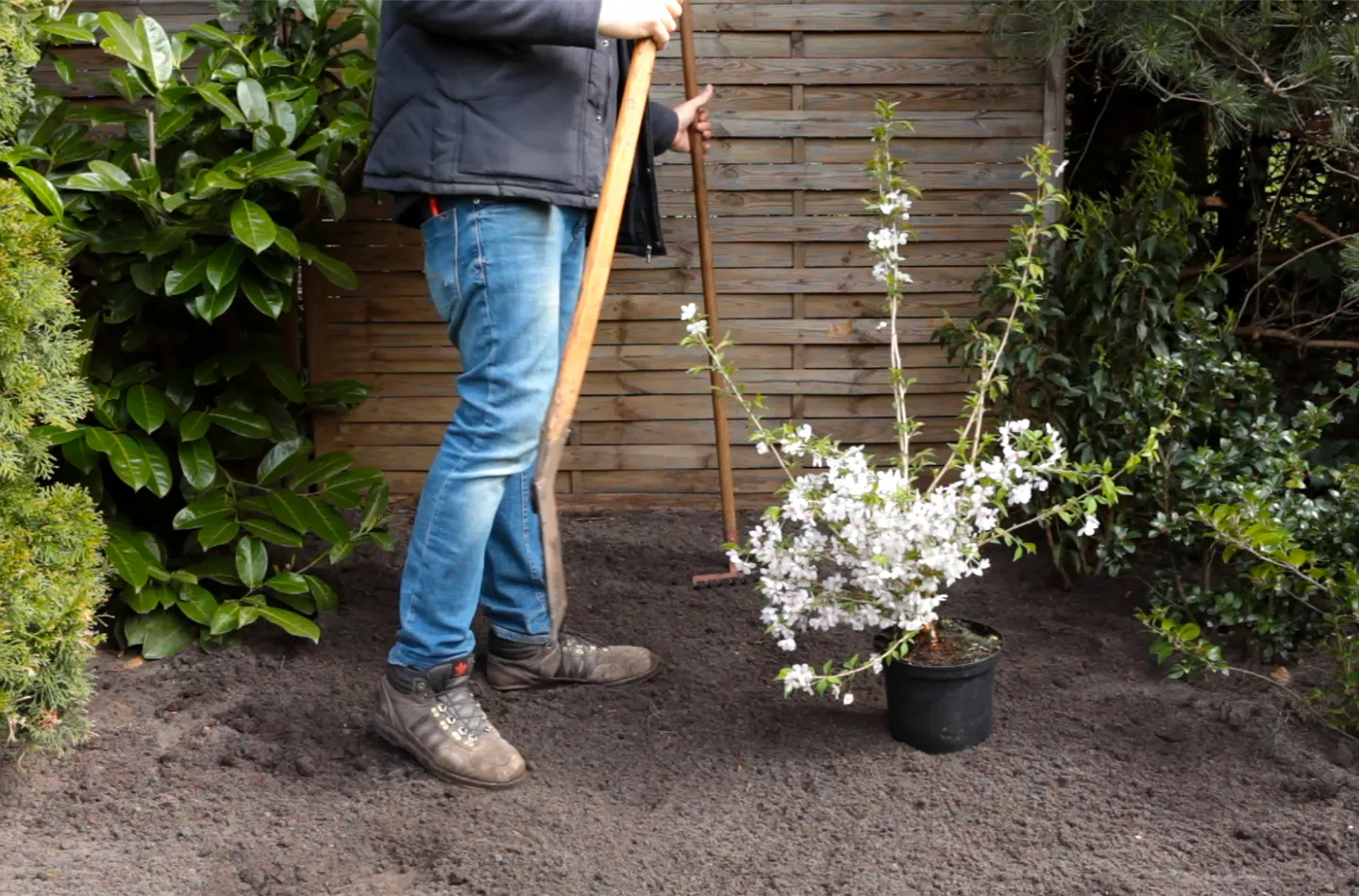 Geschlitzte Kirsche - Einpflanzen im Garten