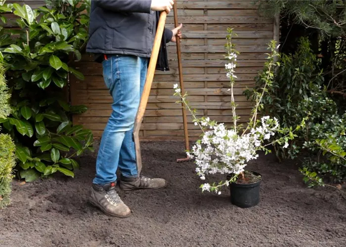 Geschlitzte Kirsche - Einpflanzen im Garten